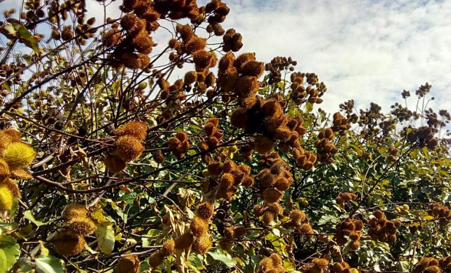 Apoio do Estado e cooperativismo ajudam a promover agricultura orgânica no Paraná
