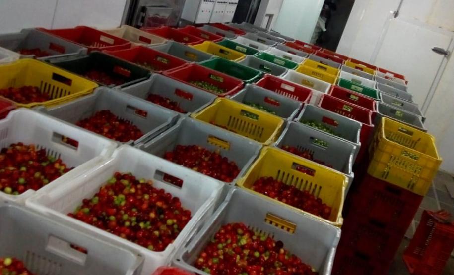 Apoio do Estado e cooperativismo ajudam a promover agricultura orgânica no Paraná