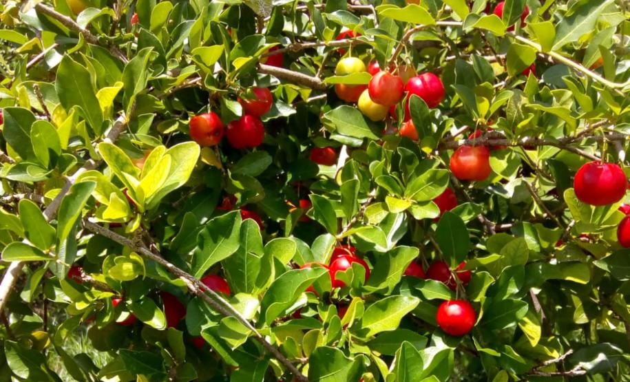 Apoio do Estado e cooperativismo ajudam a promover agricultura orgânica no Paraná