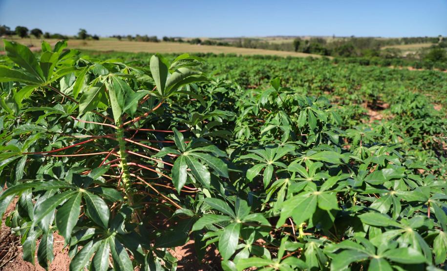 Colheita da mandioca avança e qualidade do produto melhora no Paraná