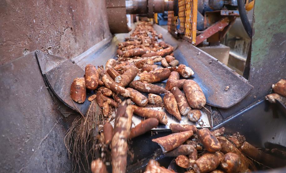 Colheita da mandioca avança e qualidade do produto melhora no Paraná