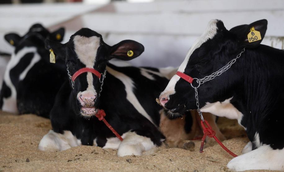 Expoingá destaca ações do Estado para consolidar a industrialização do campo