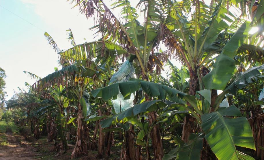 Infraestrutura, manejo, tecnologia e apoio do Estado fortalecem fruticultura do Litoral