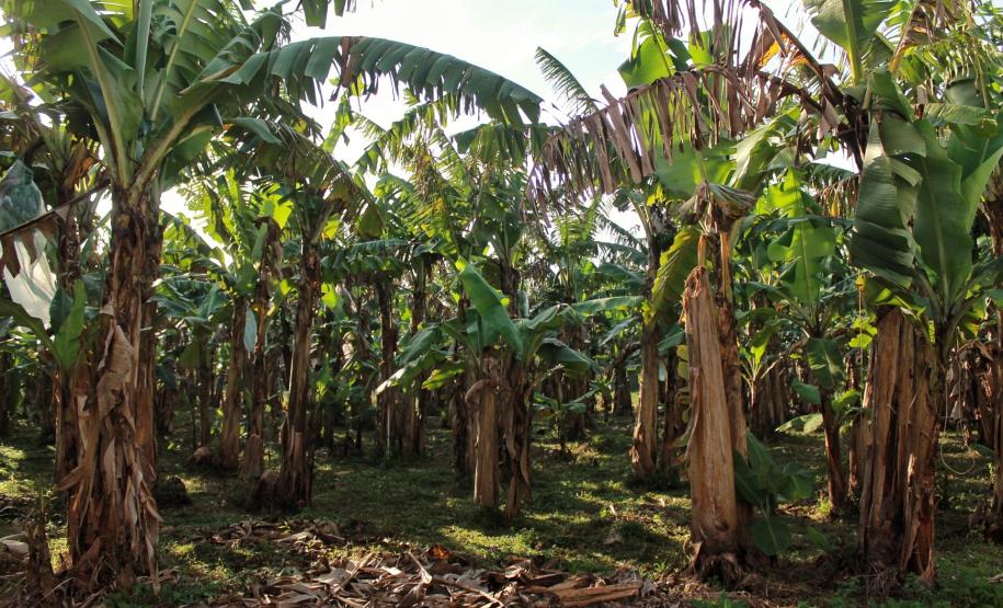Infraestrutura, manejo, tecnologia e apoio do Estado fortalecem fruticultura do Litoral