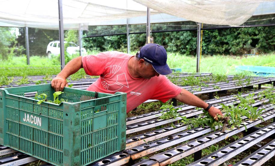 Renda Agricultor Familiar