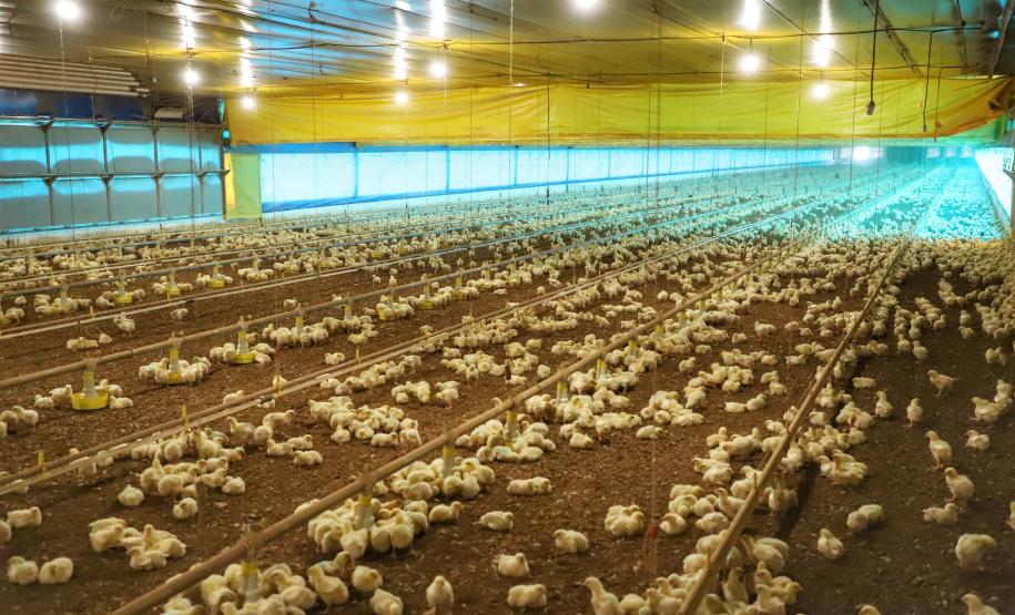 VBP Agropecuário do Paraná cresce 41%  em 2021 e alcança R$ 180,4 bilhões