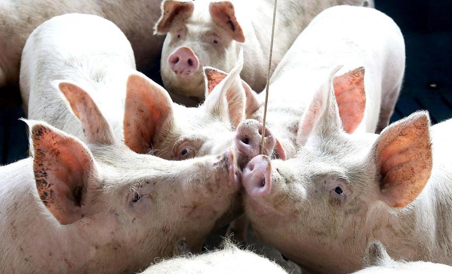 VBP Agropecuário do Paraná cresce 41%  em 2021 e alcança R$ 180,4 bilhões