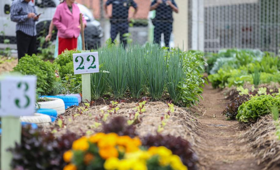 Programas de Governo do Estado fortalecem segurança alimentar no Paraná