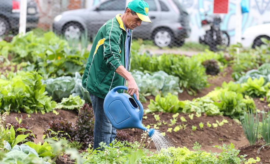 Programas de Governo do Estado fortalecem segurança alimentar no Paraná