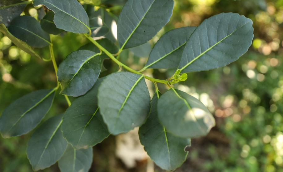 Deral lança novas edições do Prognóstico Agropecuário com perspectivas sobre seis produtos