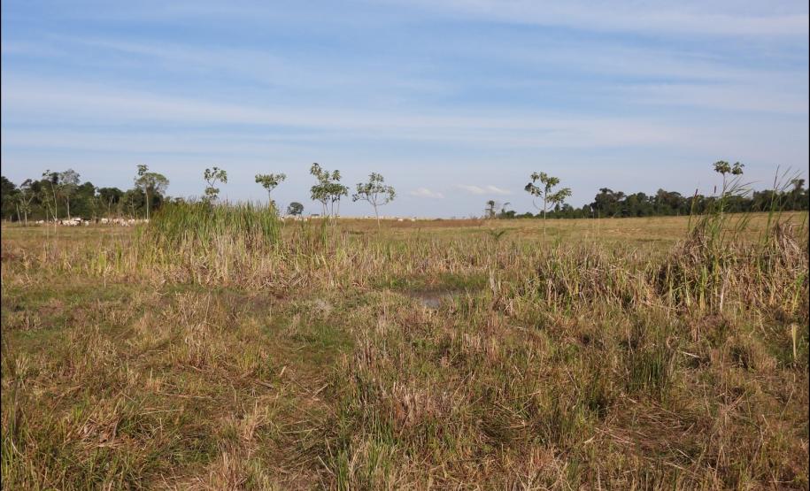 Figura 11 - Nascente com ausência de floresta fluvial