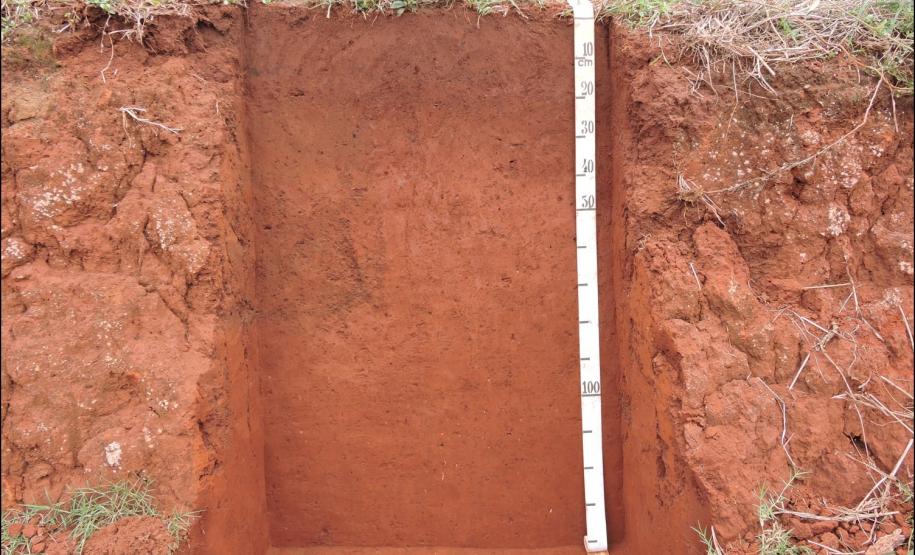 Figura 2 - Argissolo Vermelho