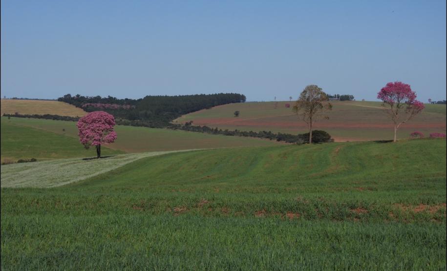 Figura 4 - Rampas constituída por relevos ondulados e suave ondulados