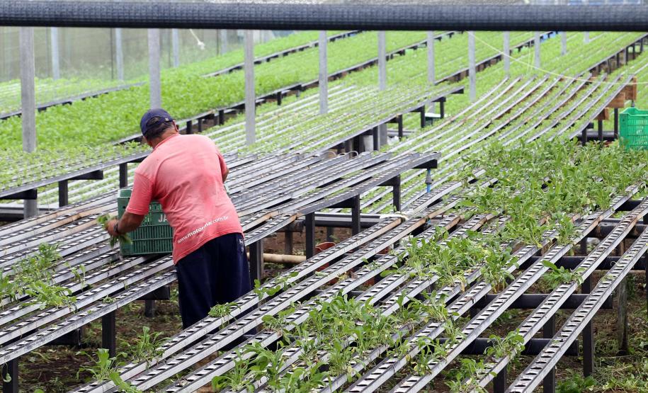 Em 4 anos, programas do Estado liberam mais de R$ 67 milhões para agricultores familiares