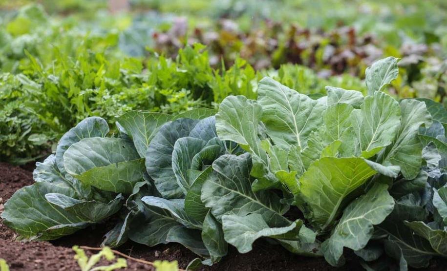 Paraná fortalece segurança alimentar com apoio a produtores e atenção a vulneráveis