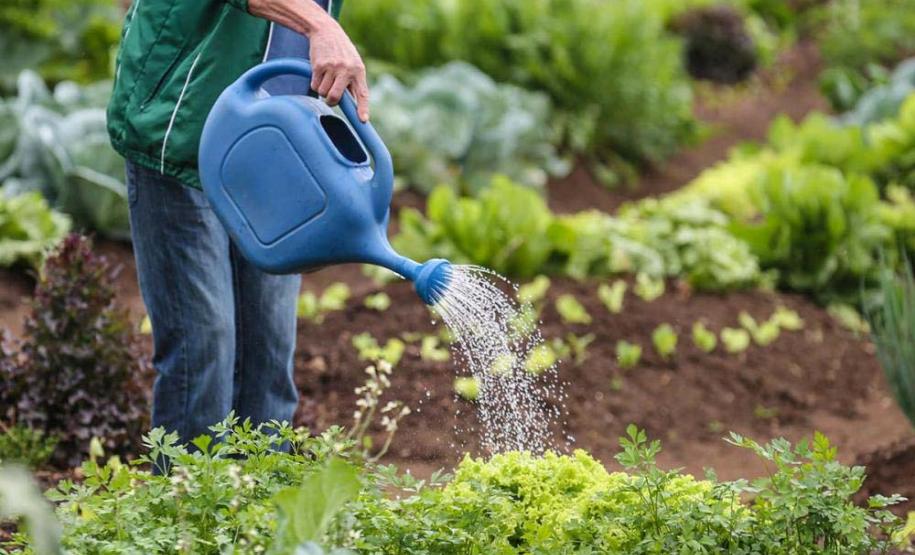 Paraná fortalece segurança alimentar com apoio a produtores e atenção a vulneráveis