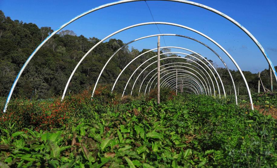 Em 4 anos, programas do Estado liberam mais de R$ 67 milhões para agricultores familiares