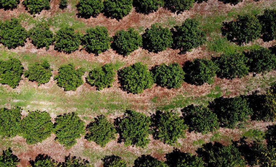 Em 4 anos, programas do Estado liberam mais de R$ 67 milhões para agricultores familiares