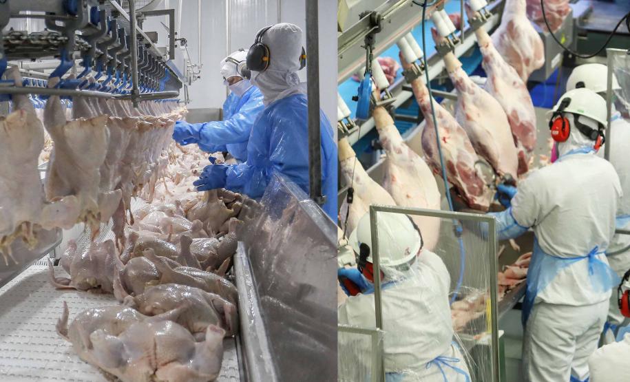 Paraná liderou produção nacional de frangos em 2022; indústria de suínos também cresceu