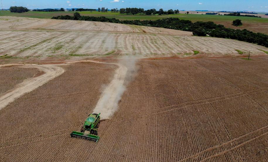 Colheita de feijão da primeira safra termina com boa qualidade no Paraná