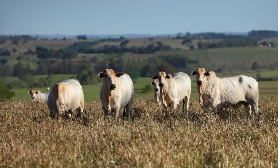 Campanha de atualização cadastral de rebanhos começa na segunda-feira no Paraná