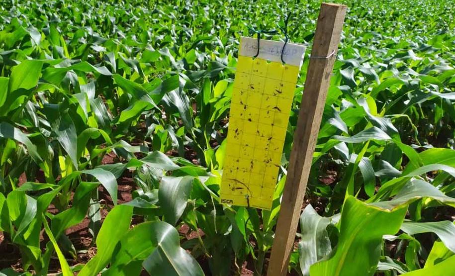 Adapar apresenta ações de controle biológico da cigarrinha, praga do milho