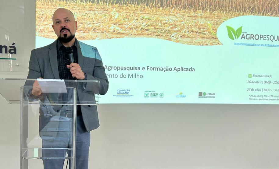 Enfezamento do milho tem rede de pesquisa no Paraná