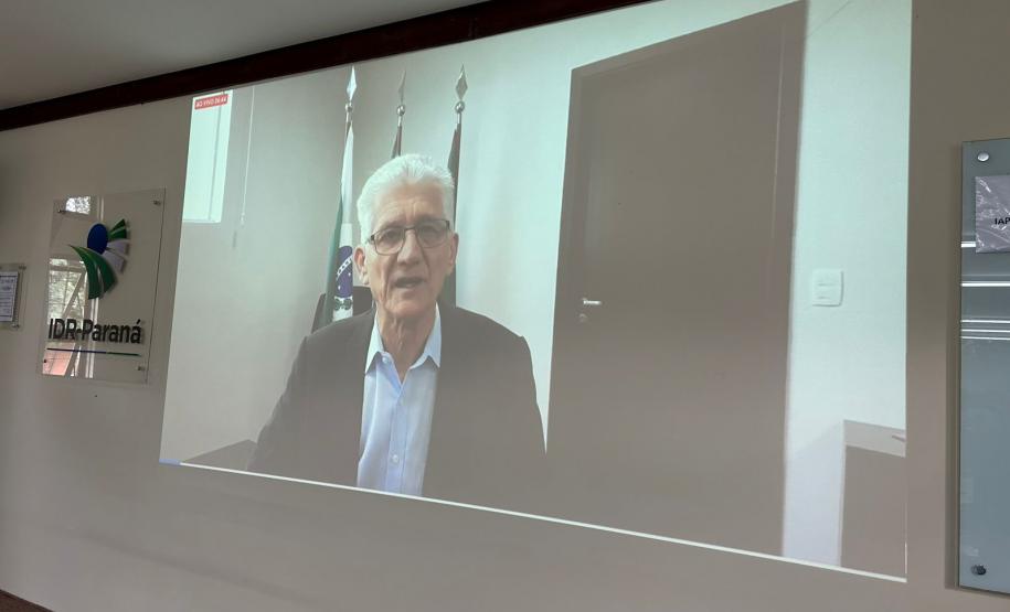 Enfezamento do milho tem rede de pesquisa no Paraná