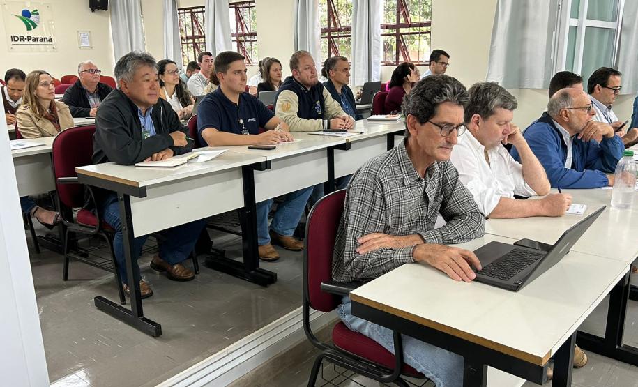 Enfezamento do milho tem rede de pesquisa no Paraná