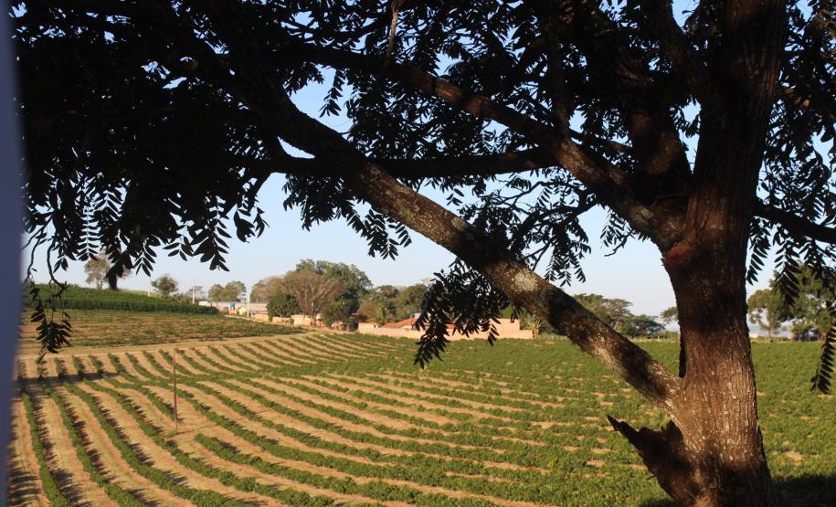 Cooperação, assistência técnica e sucessão familiar fortalecem a cafeicultura do Paraná