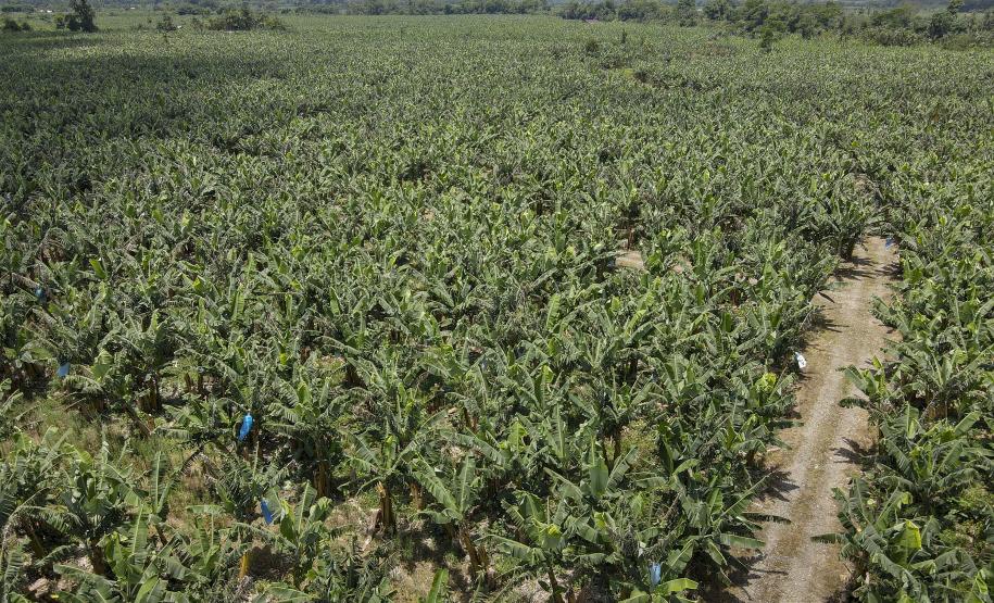 Apesar do ânimo trazido pelas chuvas, a queda dos preços preocupa os triticultores. Em maio o preço médio recebido por uma saca de trigo foi de R$69,01, valor 30% inferior ao registrado no mesmo mês de 2022 (R$98,60). Esse valor também é inferior ao necessário para produzir estes mesmos 60kg de trigo, conforme os dados referentes a maio divulgados pelo DERAL. Os custos variáveis de trigo estão estimados em R$73,21 por saca, um valor 29% inferior ao estimado em maio de 2022 (R$103,69). A retração é justifica