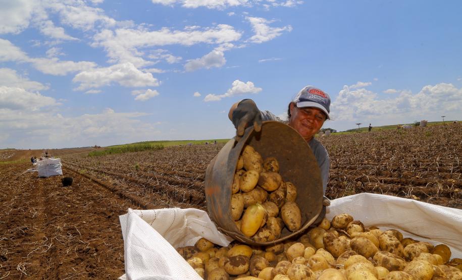 Valor Bruto da Produção Agropecuária do Paraná cresce 6% em 2022 e alcança R$ 191 bilhões