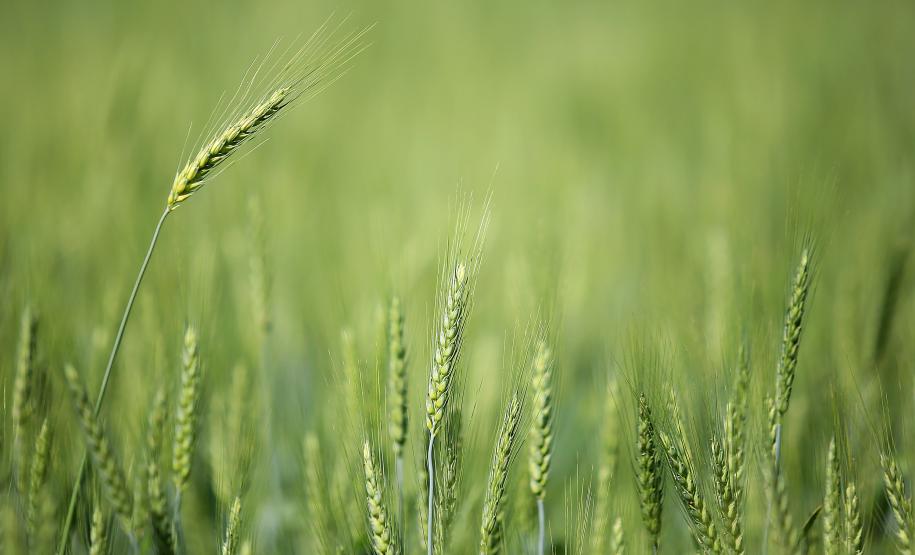 Valor Bruto da Produção Agropecuária do Paraná cresce 6% em 2022 e alcança R$ 191 bilhões