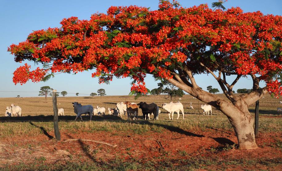 Com o término da campanha de atualização online, Adapar faz busca ativa para cadastramento de rebanhos