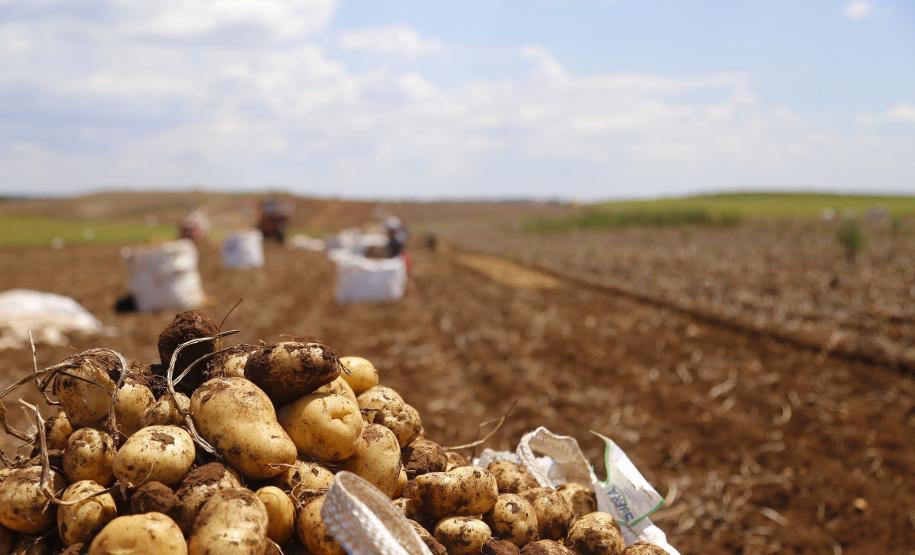 Colheita de batatas já chegou a 78% da área no Paraná, aponta Boletim