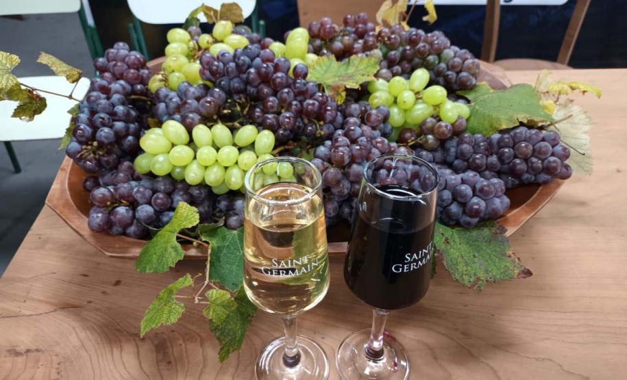 Estado investe para fortalecer a cultura da uva e o cooperativismo na região de Irati