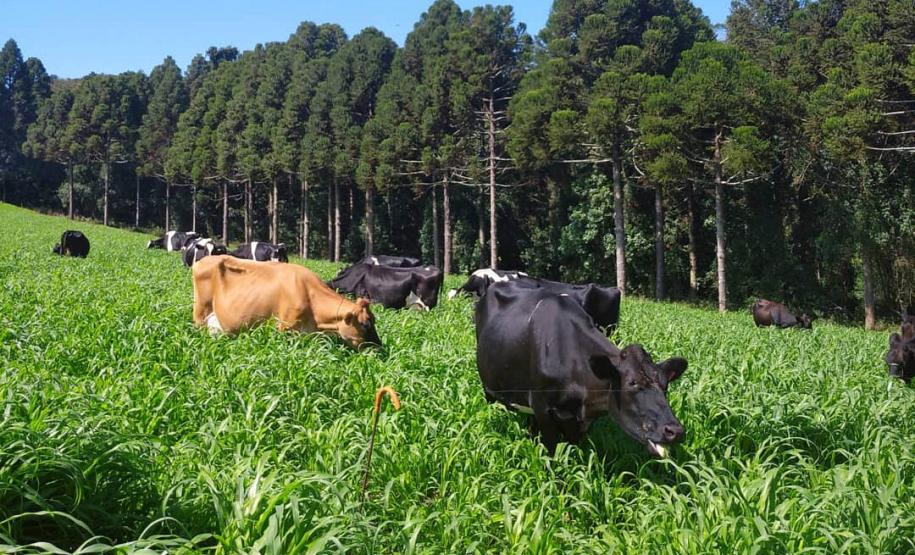 Queijaria de Francisco Beltrão é a primeira do Paraná a receber selo de carbono neutro