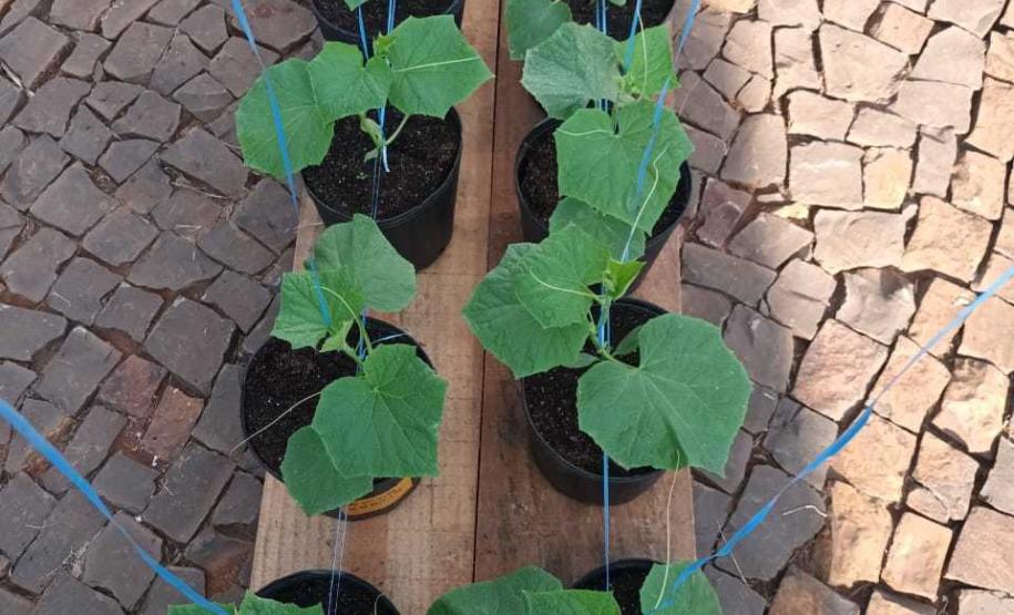 Sudoeste do Paraná busca ampliar produção da horticultura para atender demanda industrial