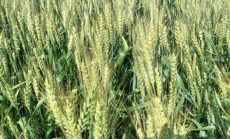 Estado reforça convite para municípios aderirem a sistema que elimina limites para venda de produtos agroindustrializados