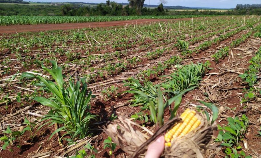 Livreto orienta produtores sobre como eliminar milho voluntário