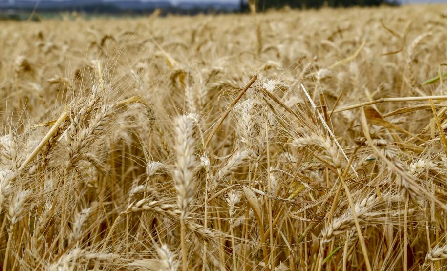Chuvas causaram mais impacto nas lavouras do Sul do Paraná, aponta Deral