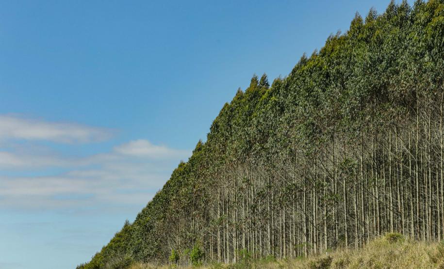 Sistema de Agricultura do Paraná participa de conferência internacional sobre manejo de florestas