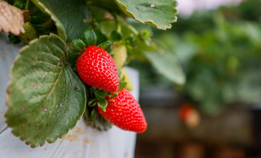 Com Indicação Geográfica, morango do Norte Pioneiro impulsiona renda de produtores