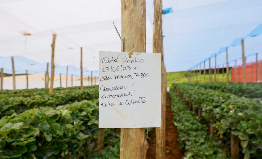 Com Indicação Geográfica, morango do Norte Pioneiro impulsiona renda de produtores