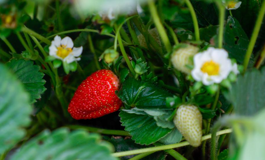 Com Indicação Geográfica, morango do Norte Pioneiro impulsiona renda de produtores