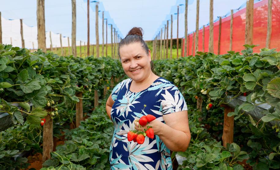 Com Indicação Geográfica, morango do Norte Pioneiro impulsiona renda de produtores