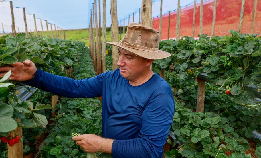 Com Indicação Geográfica, morango do Norte Pioneiro impulsiona renda de produtores