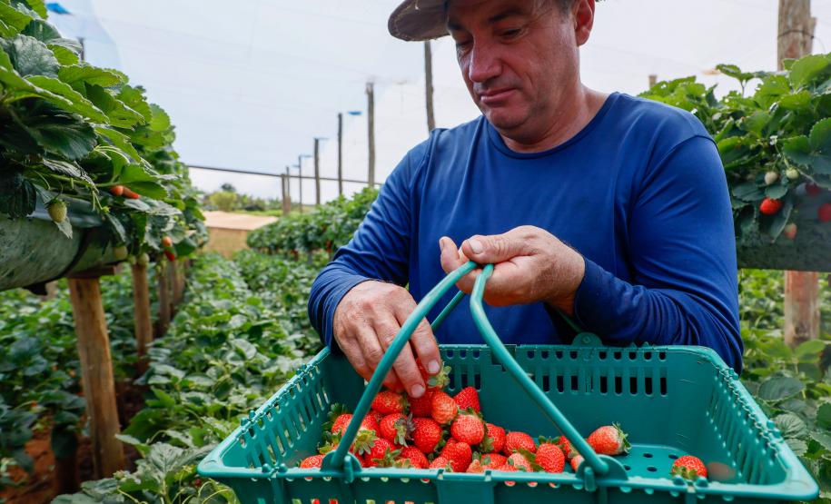Com Indicação Geográfica, morango do Norte Pioneiro impulsiona renda de produtores