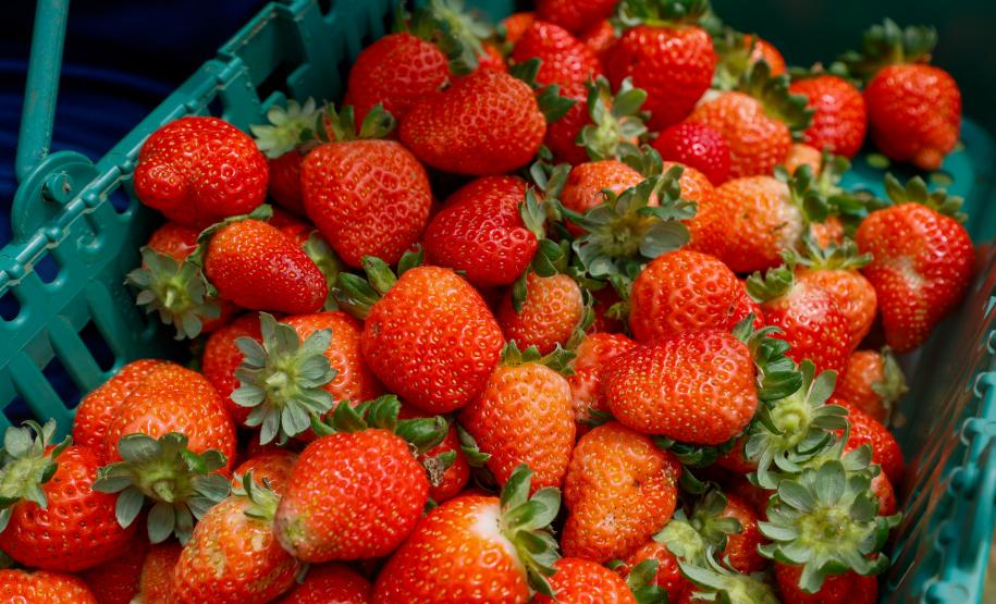 Com Indicação Geográfica, morango do Norte Pioneiro impulsiona renda de produtores