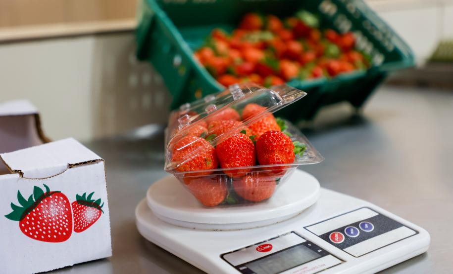 Com Indicação Geográfica, morango do Norte Pioneiro impulsiona renda de produtores